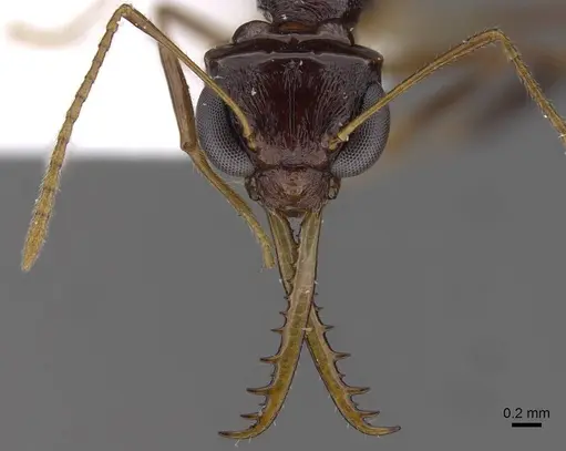 Myrmoteras maudeae specimen