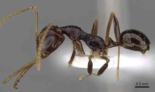 Myrmoteras maudeae specimen