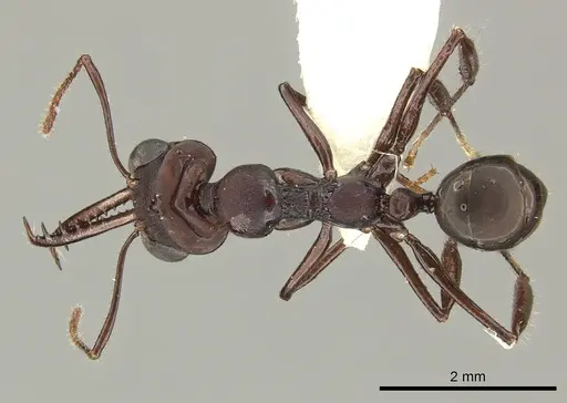 Myrmoteras mjoebergi specimen