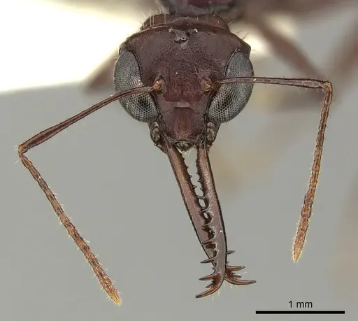 Myrmoteras mjoebergi specimen