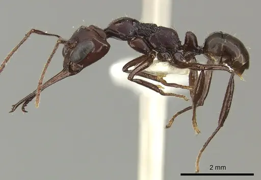 Myrmoteras mjoebergi specimen