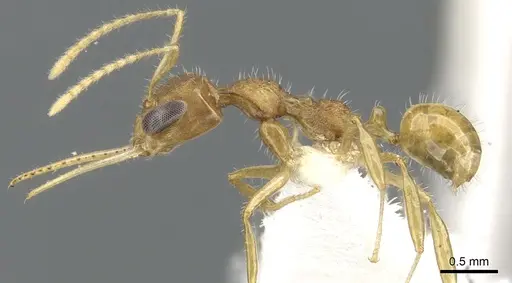 Myrmoteras morowali specimen