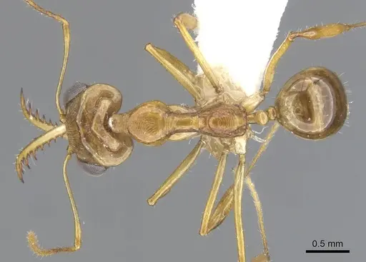 Myrmoteras nicoletteae specimen