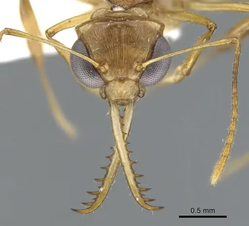 Myrmoteras nicoletteae specimen