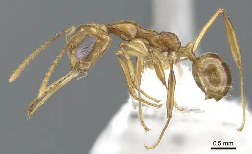 Myrmoteras nicoletteae specimen