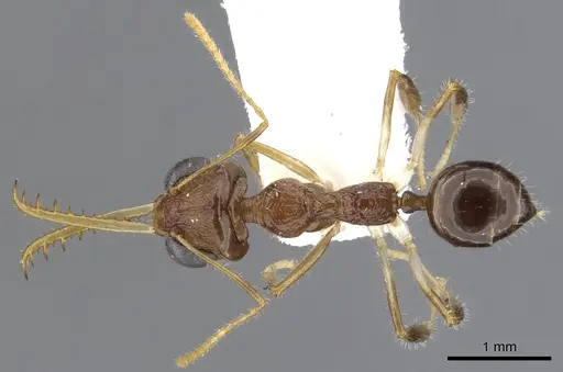 Myrmoteras susanneae specimen