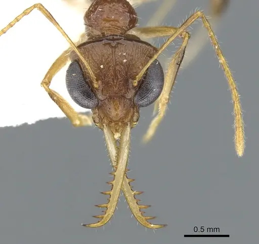 Myrmoteras susanneae specimen