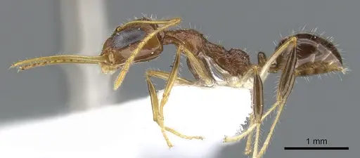 Myrmoteras susanneae specimen