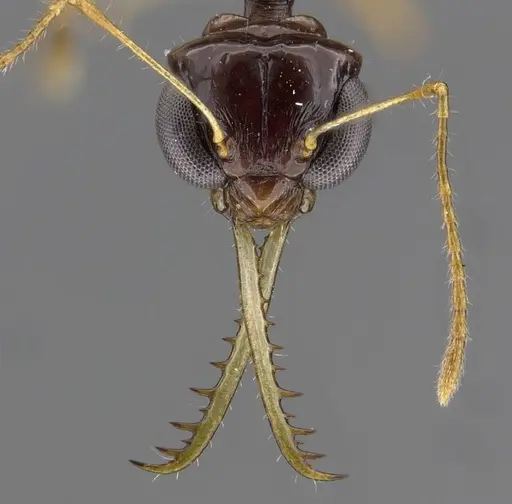 Myrmoteras tonboli specimen