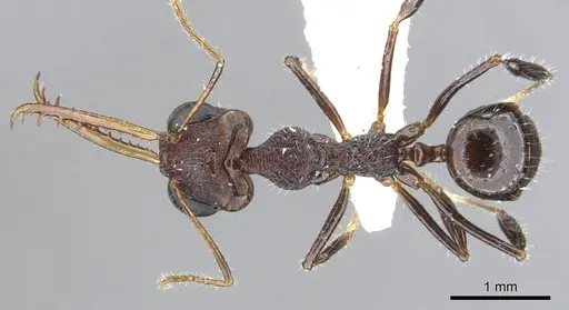 Myrmoteras toro specimen