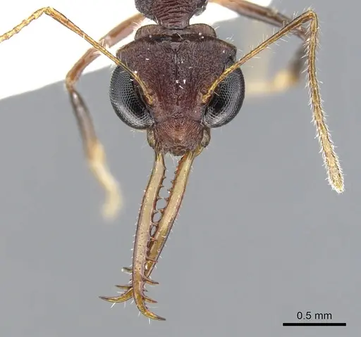 Myrmoteras toro specimen