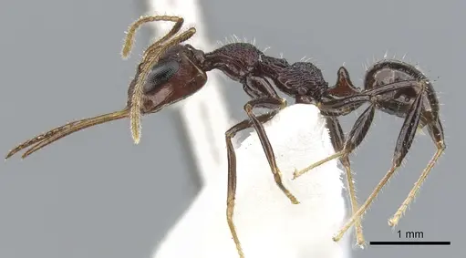 Myrmoteras toro specimen