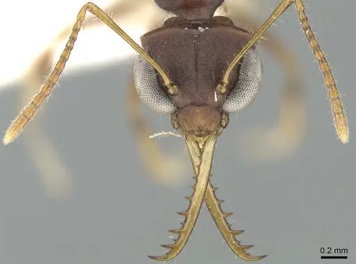 Myrmoteras williamsi specimen