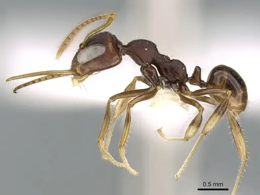 Myrmoteras williamsi specimen