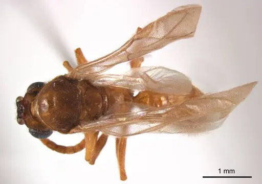 Mystrium camillae specimen