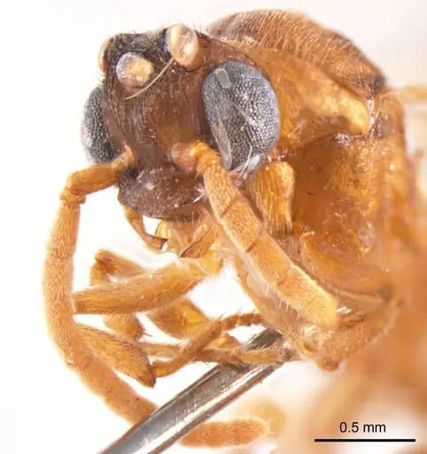 Mystrium camillae specimen