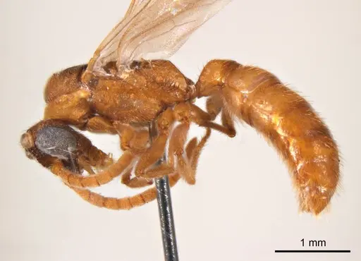 Mystrium camillae specimen