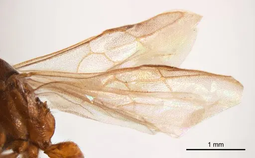 Mystrium camillae - ANTWEB1008608