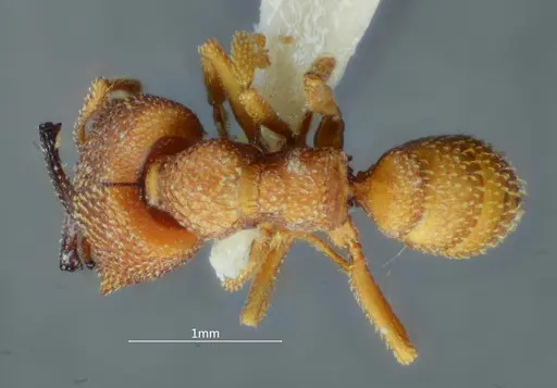 Mystrium camillae - ANTWEB1060493