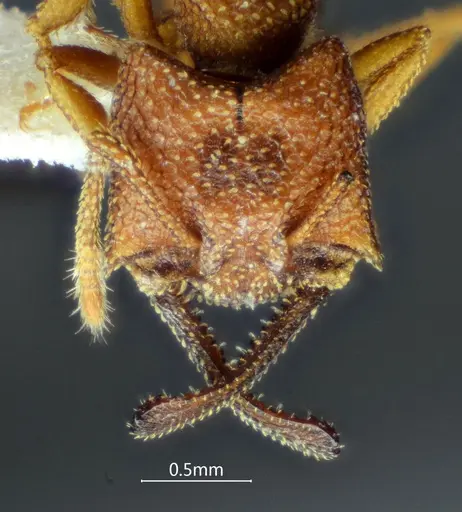 Mystrium camillae - ANTWEB1060493