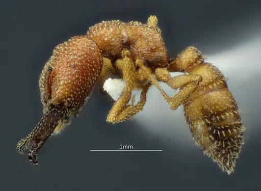 Mystrium camillae - ANTWEB1060493