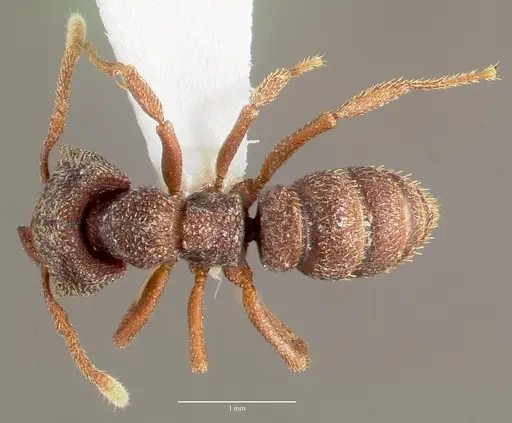 Mystrium camillae - CASENT0006079