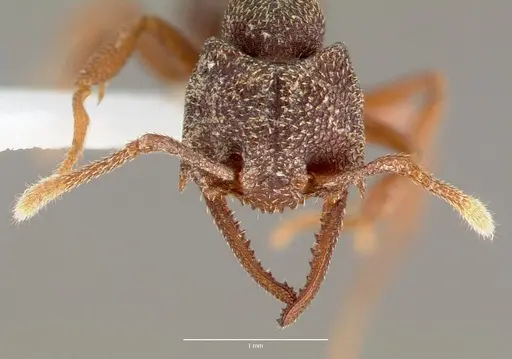 Mystrium camillae - CASENT0006079