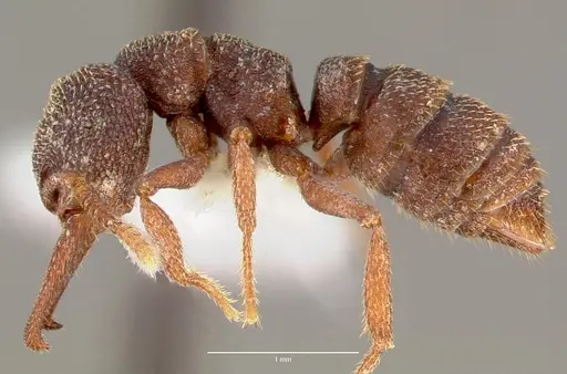 Mystrium camillae - CASENT0006079