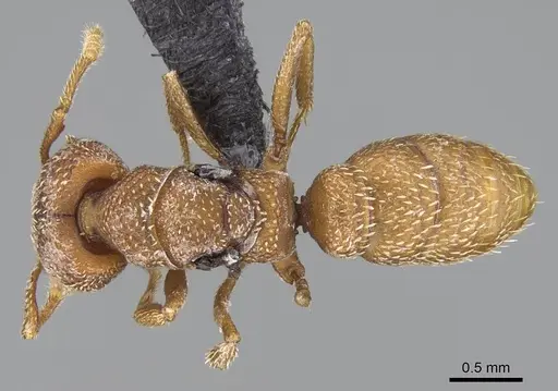 Mystrium camillae - CASENT0009854