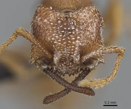 Mystrium camillae - CASENT0009854