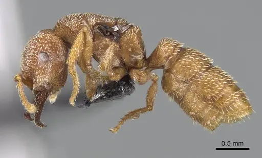 Mystrium camillae - CASENT0009854