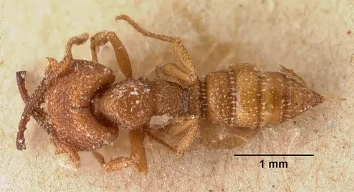 Mystrium camillae - CASENT0101450