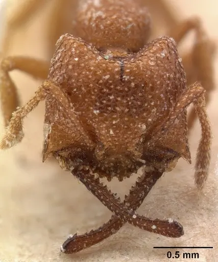 Mystrium camillae - CASENT0101450