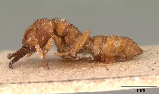 Mystrium camillae - CASENT0101450