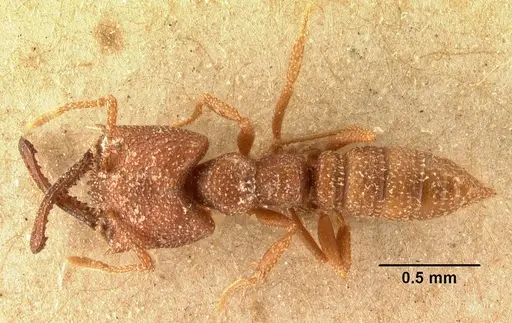 Mystrium camillae - CASENT0101784