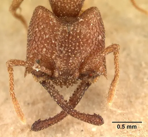 Mystrium camillae - CASENT0101784