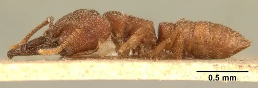 Mystrium camillae - CASENT0101784