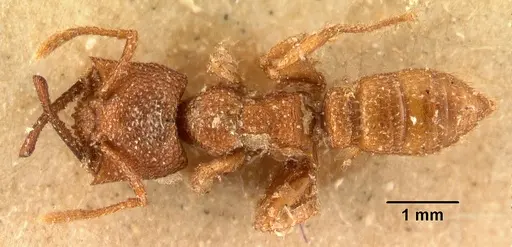 Mystrium camillae - CASENT0101809