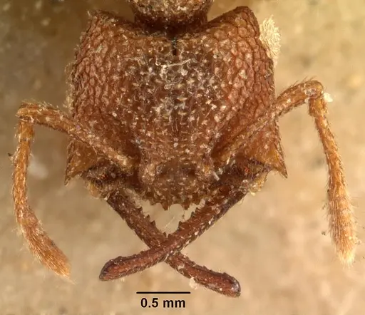 Mystrium camillae - CASENT0101809