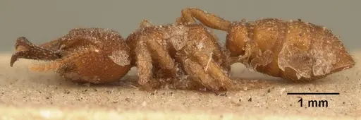 Mystrium camillae - CASENT0101809