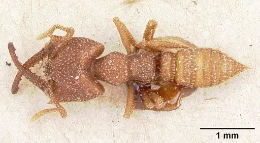 Mystrium camillae - CASENT0102123