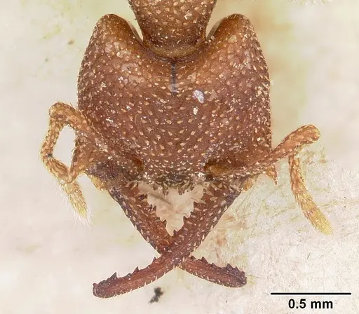 Mystrium camillae - CASENT0102123