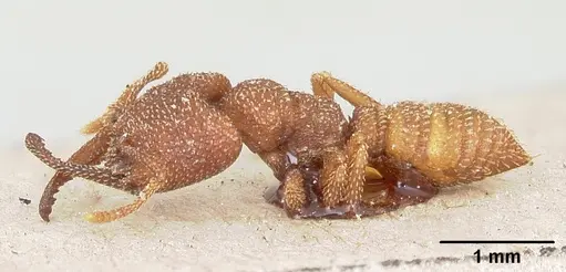 Mystrium camillae - CASENT0102123