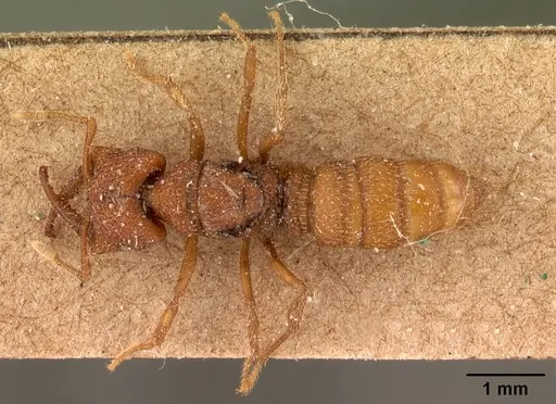 Mystrium camillae - CASENT0102124