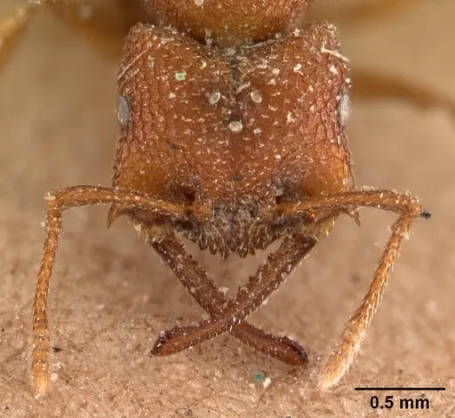 Mystrium camillae - CASENT0102124