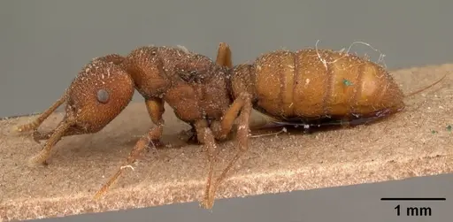 Mystrium camillae - CASENT0102124