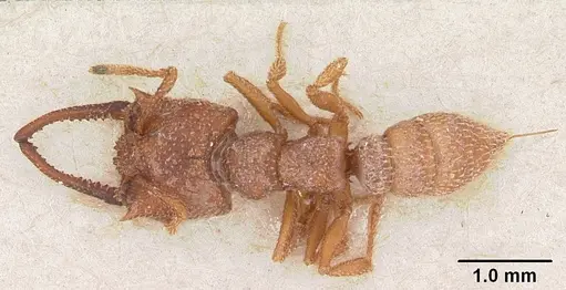 Mystrium camillae - CASENT0102127