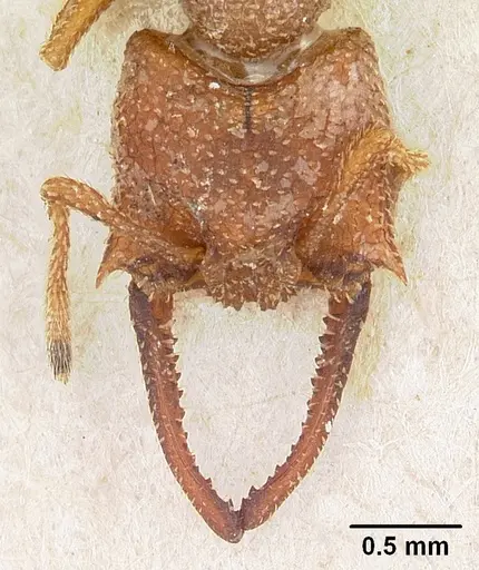 Mystrium camillae - CASENT0102127