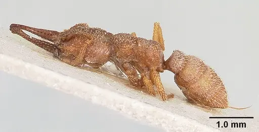 Mystrium camillae - CASENT0102127