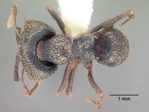 Mystrium camillae - CASENT0102169